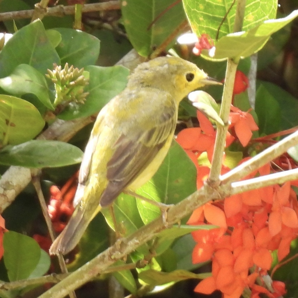 Northern Yellow Warbler - ML645626238