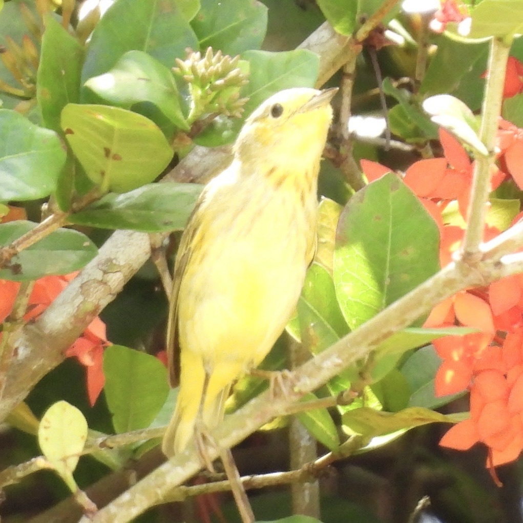 Northern Yellow Warbler - ML645626239