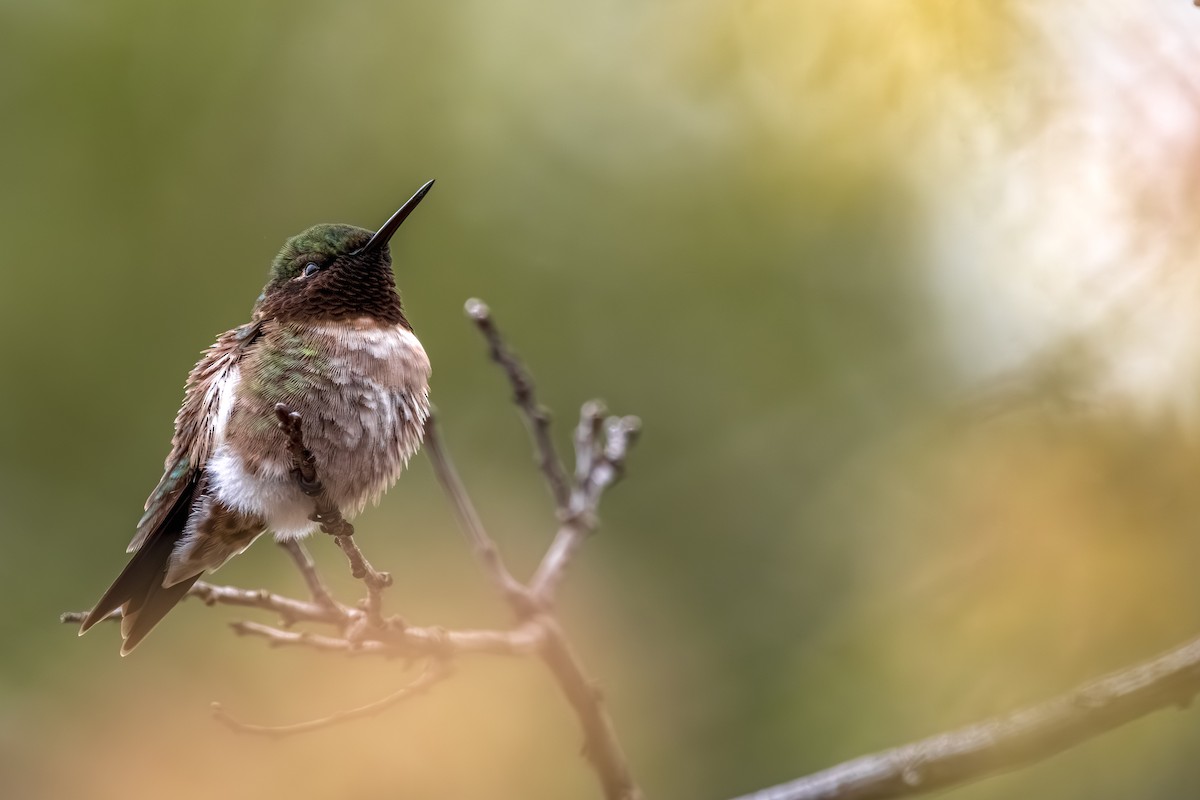Ruby-throated Hummingbird - ML645626240