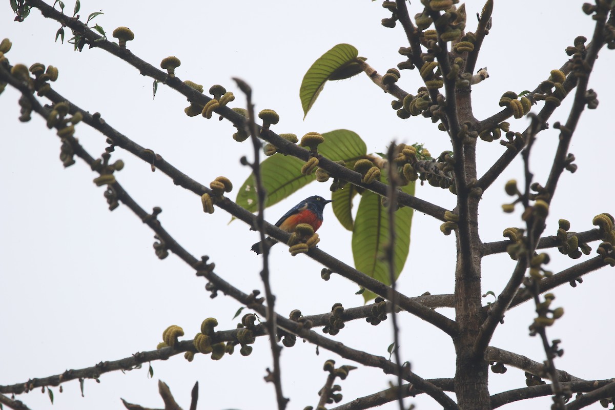 Scarlet-breasted Dacnis - ML645626241