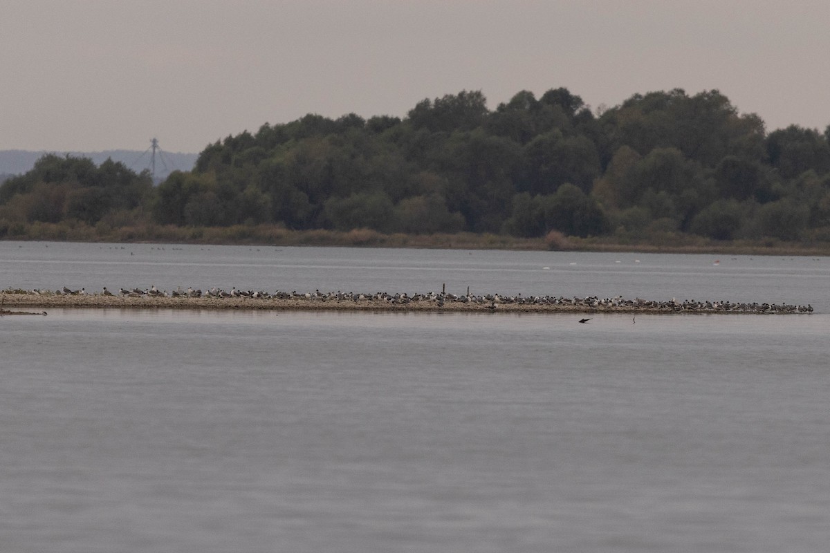 Franklin's Gull - ML645626242