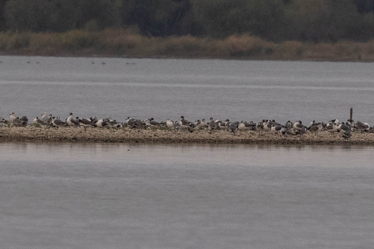 Franklin's Gull - ML645626243