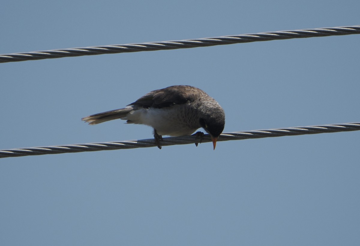Noisy Miner - ML645626244