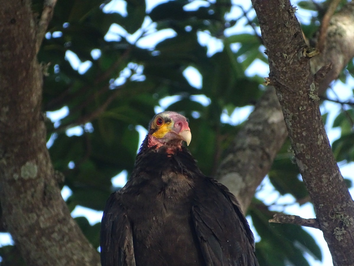 Lesser Yellow-headed Vulture - ML645626245