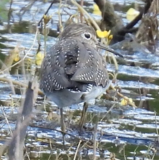 Solitary Sandpiper - ML645626247