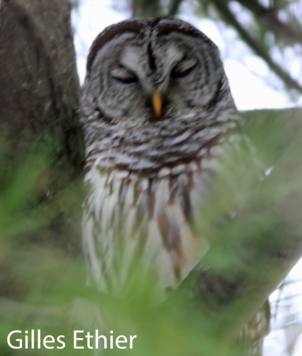 Barred Owl - ML645626249