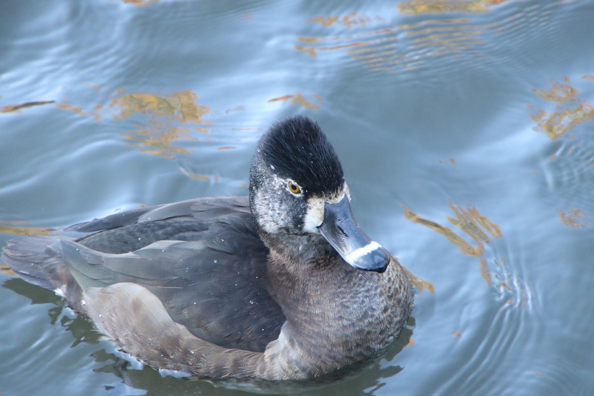 Ring-necked Duck - ML645626250