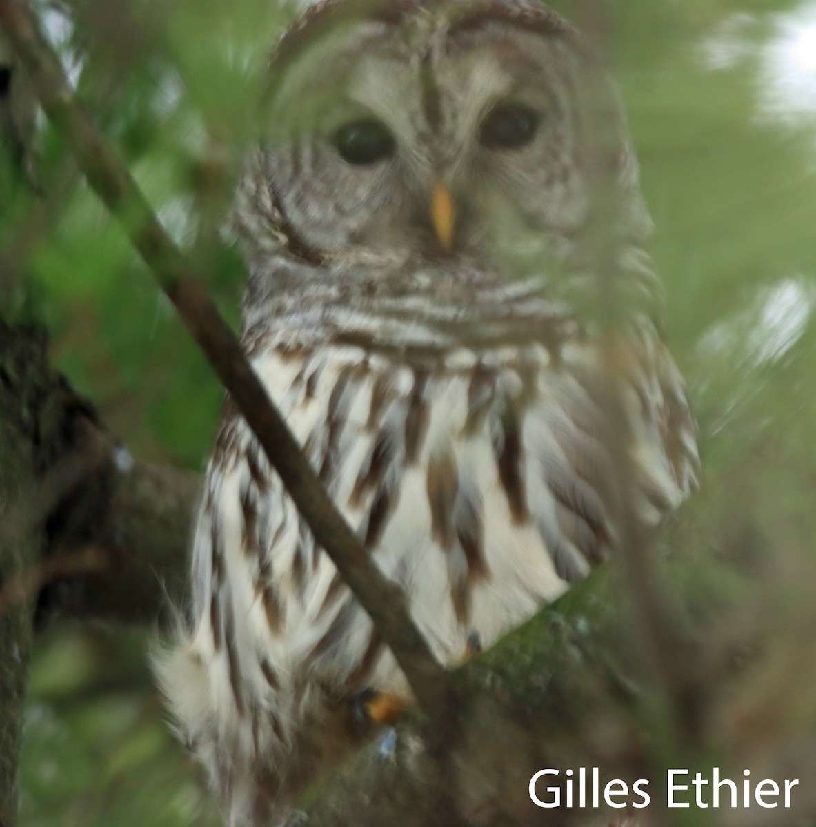 Barred Owl - ML645626253