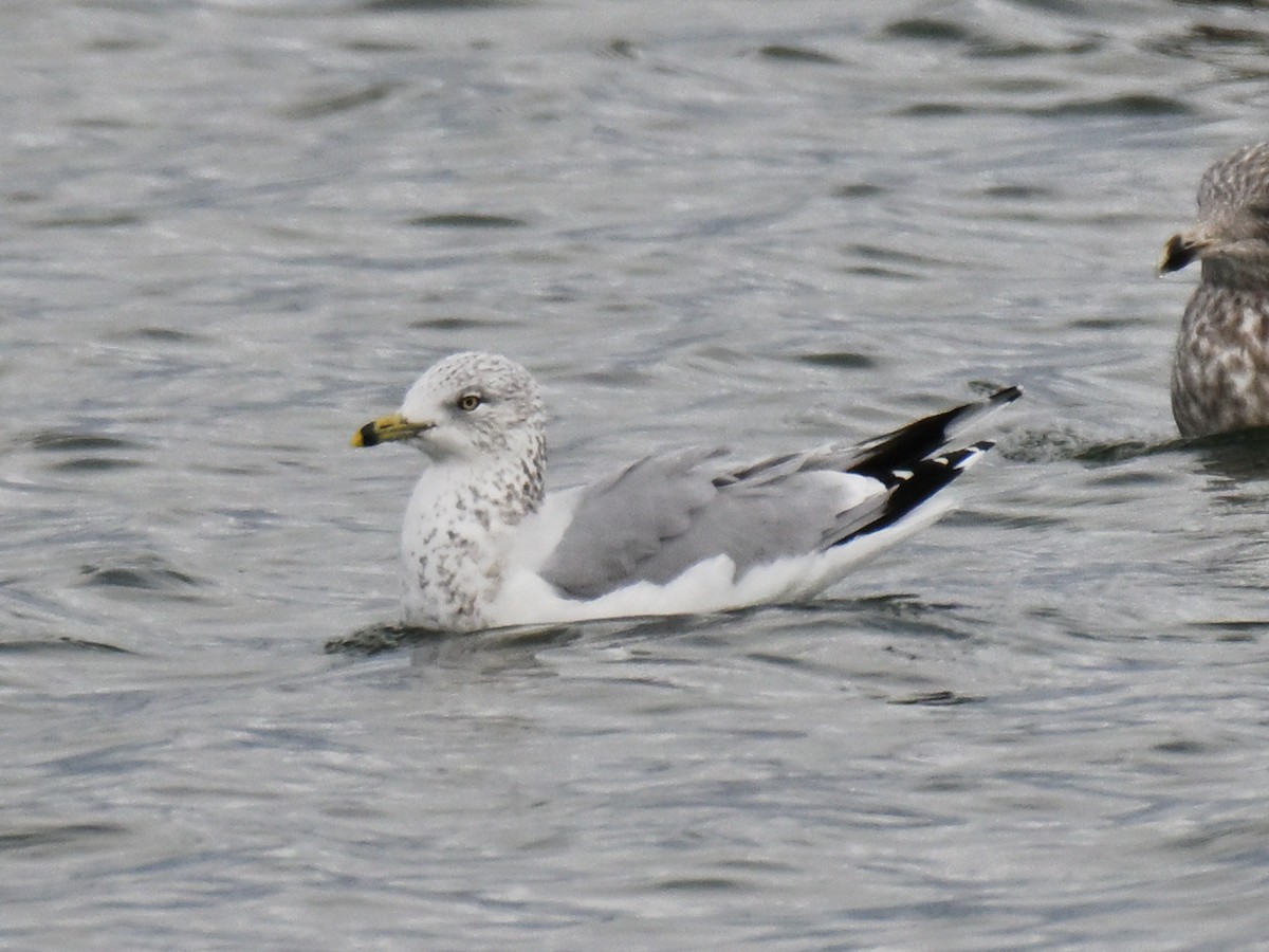 Ring-billed Gull - ML645626254