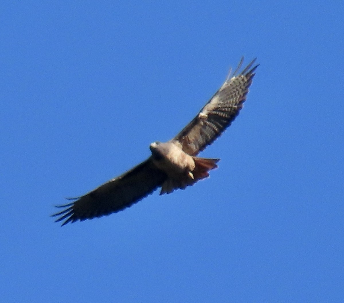 Red-tailed Hawk - ML645626256