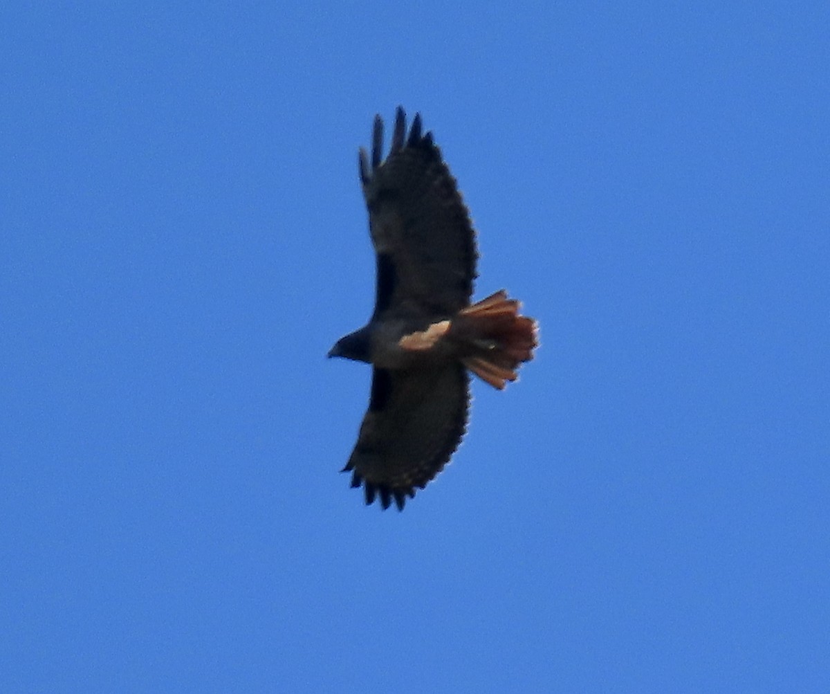 Red-tailed Hawk - ML645626257