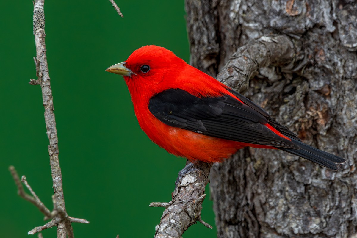 Scarlet Tanager - ML645626258