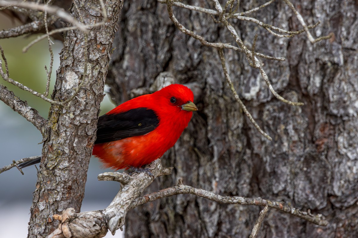 Scarlet Tanager - ML645626259