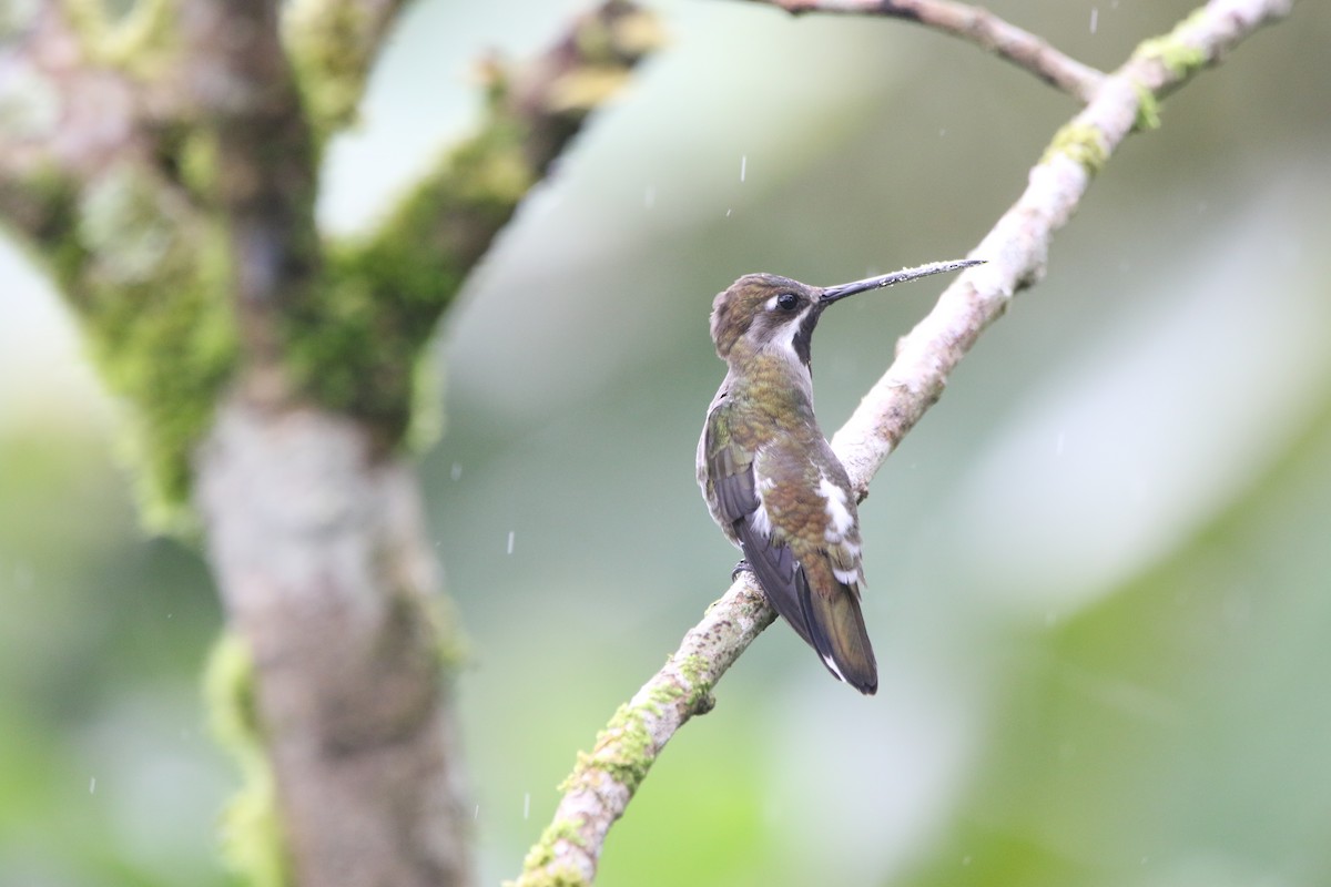 Long-billed Starthroat - ML645626260