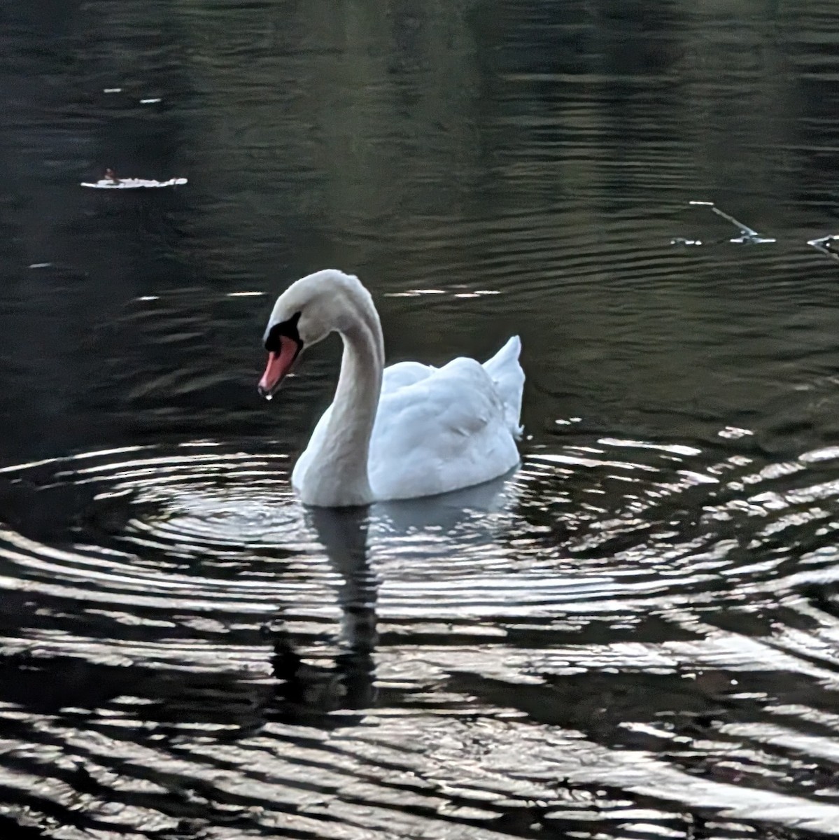 Mute Swan - ML645626263