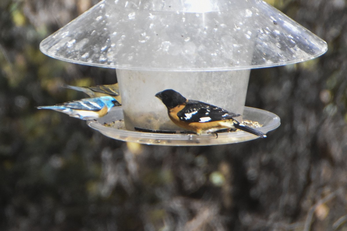 Black-headed Grosbeak - ML645626266