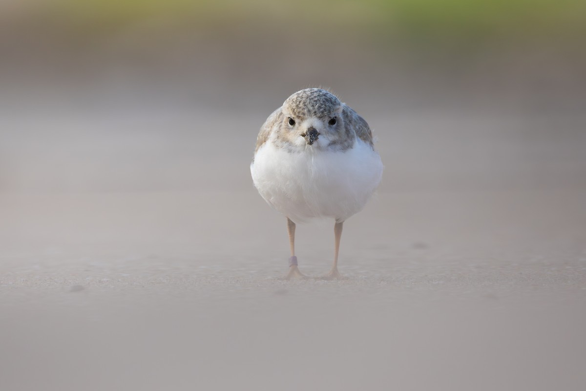 Pluvier siffleur - ML645626274