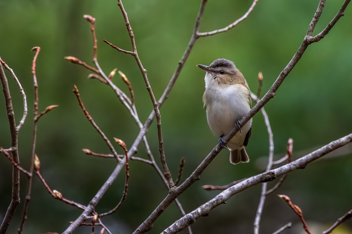 Красноглазый виреон - ML645626276