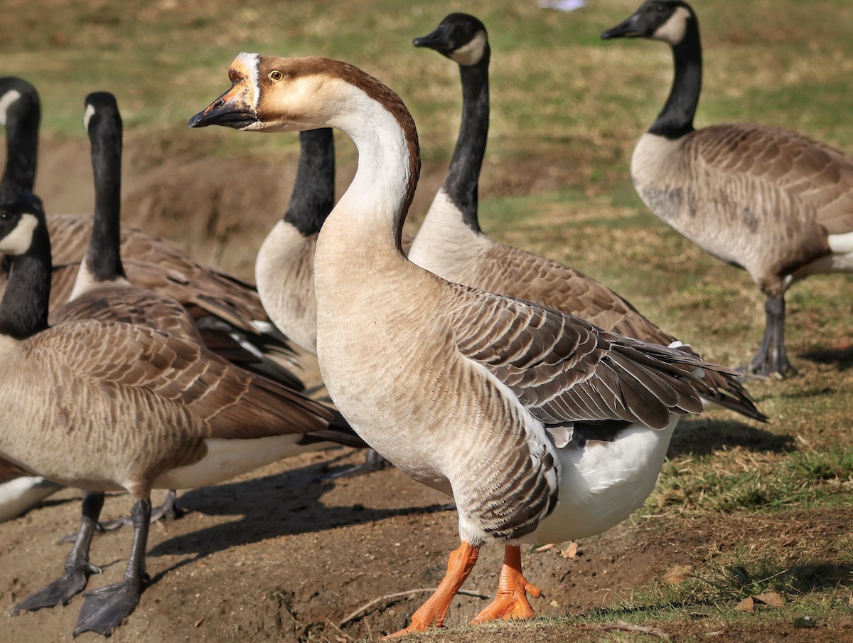 Çin Kazı (evcil tip) - ML645626277