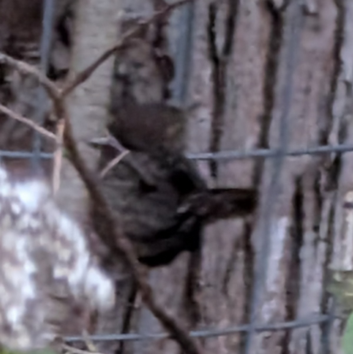 Winter Wren - ML645626278