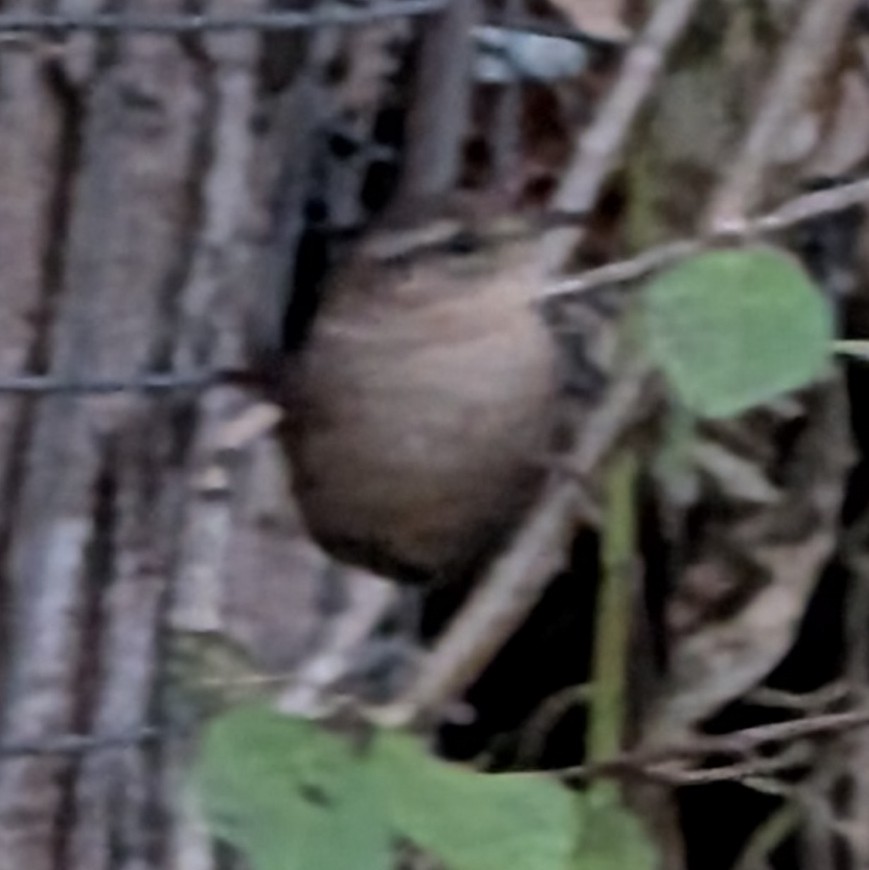 Winter Wren - ML645626279