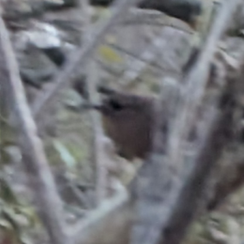 Winter Wren - ML645626280