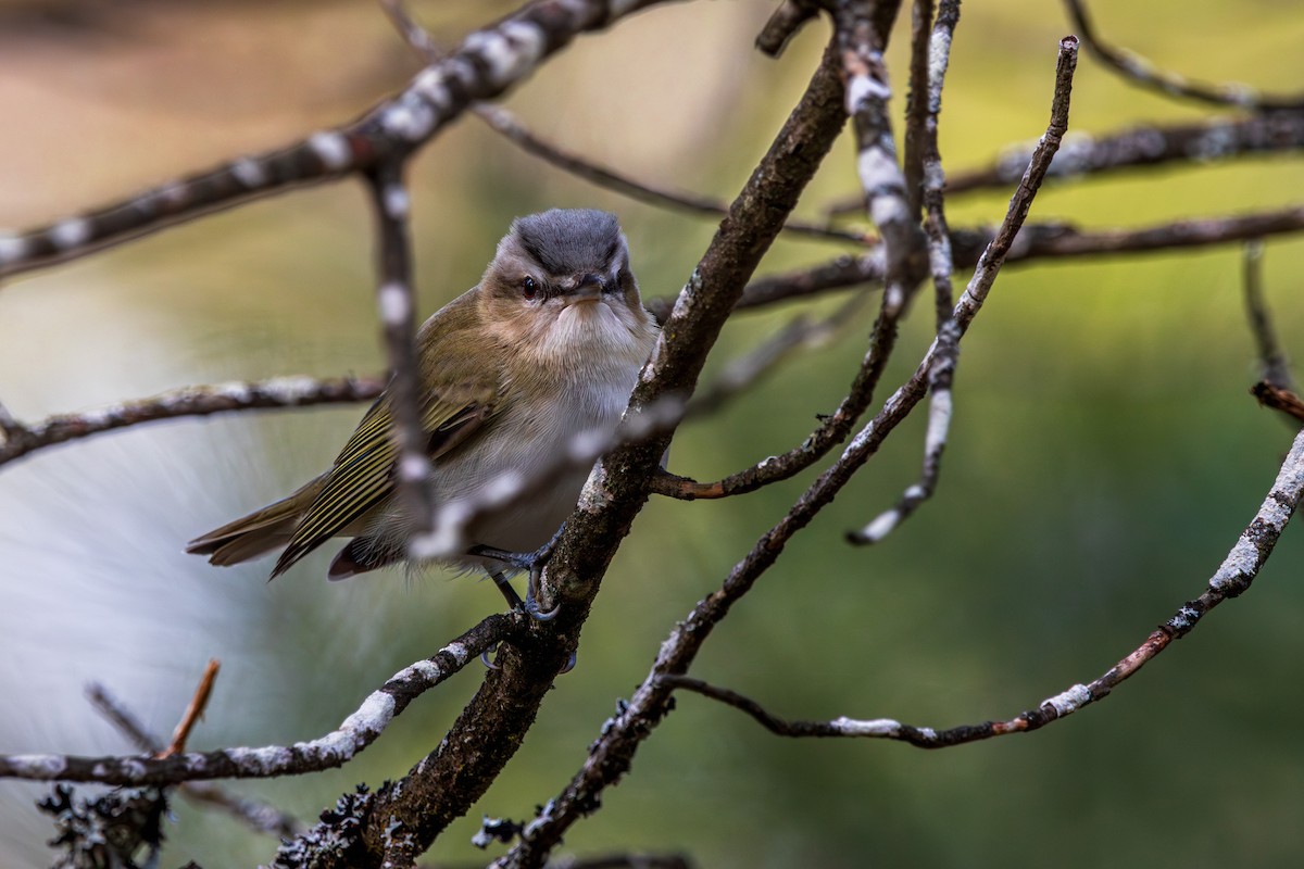 Красноглазый виреон - ML645626284