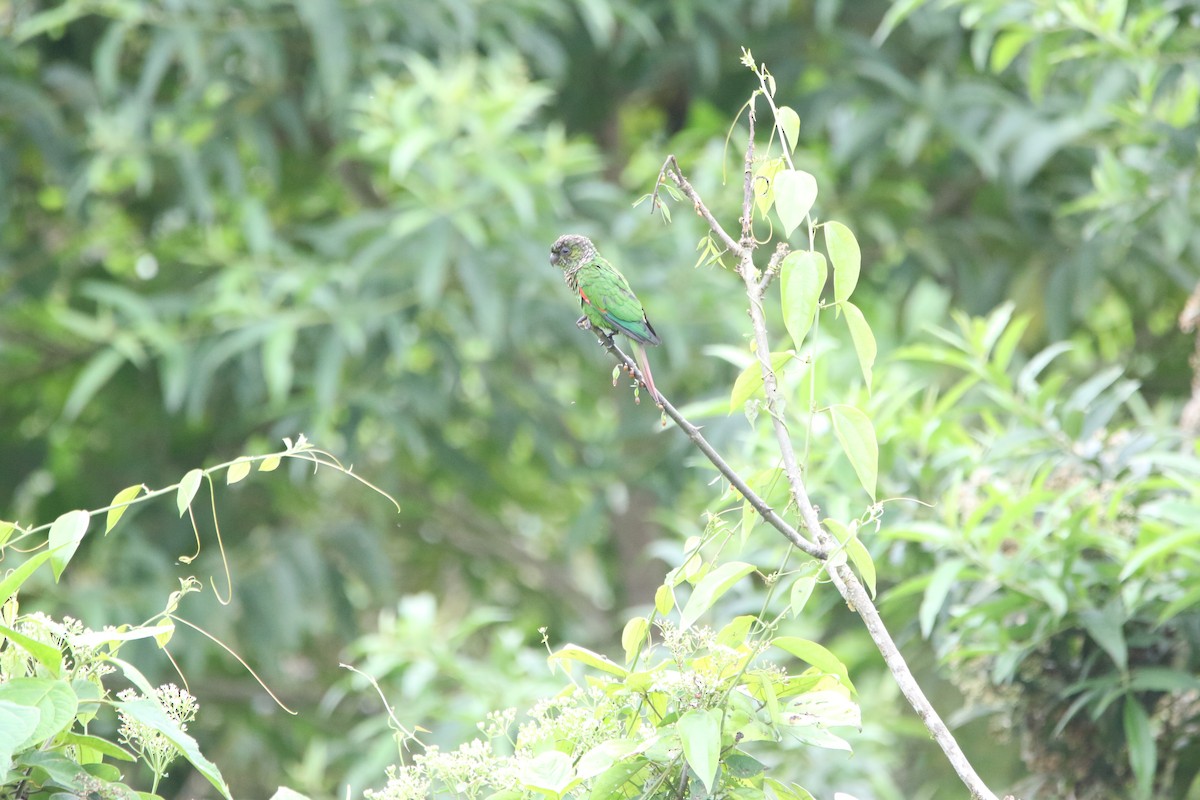 Maroon-tailed Parakeet - ML645626286