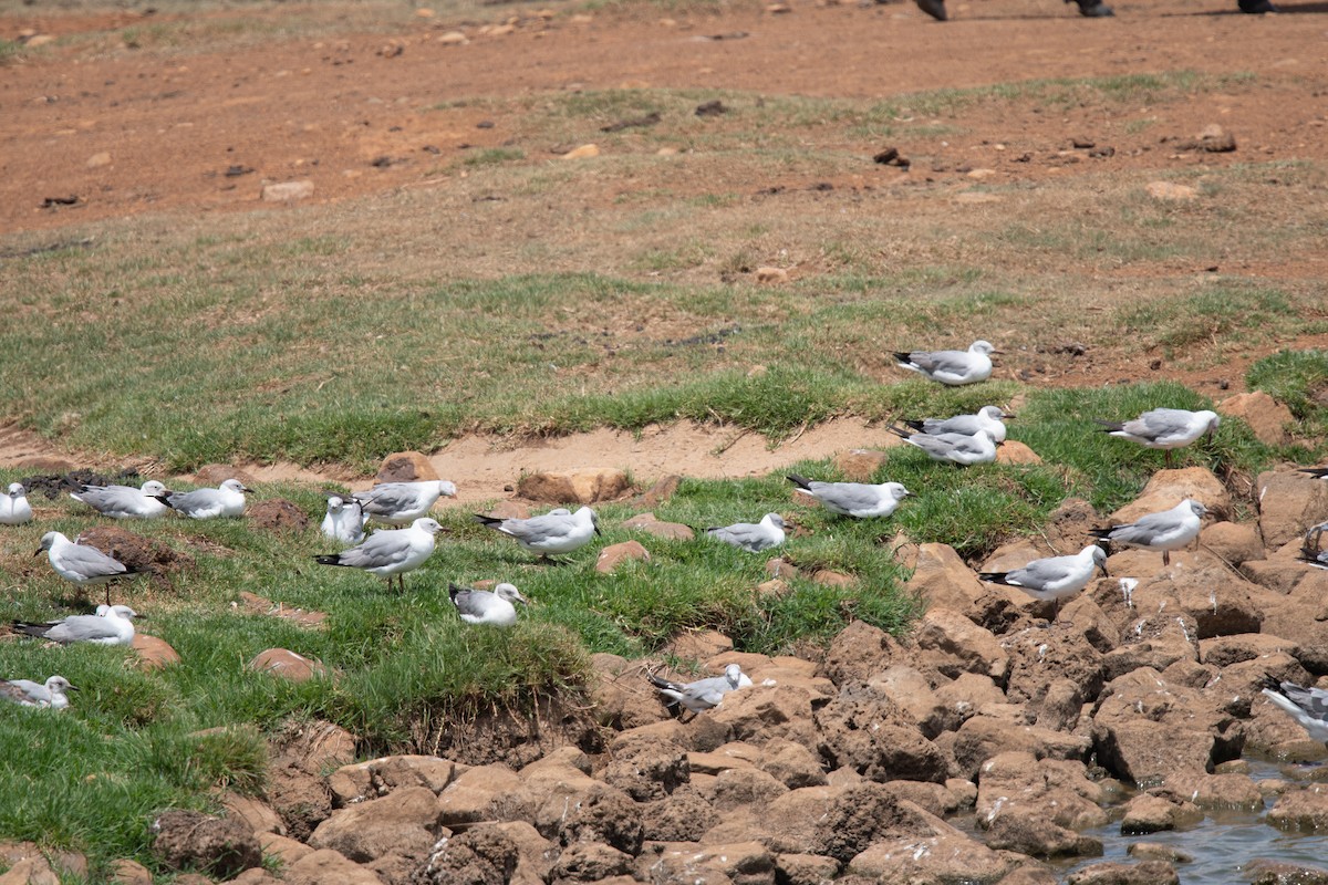 Gray-hooded Gull - ML645626297
