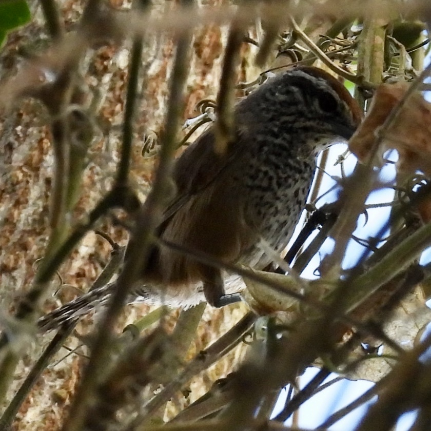 Spot-breasted Wren - ML645626321