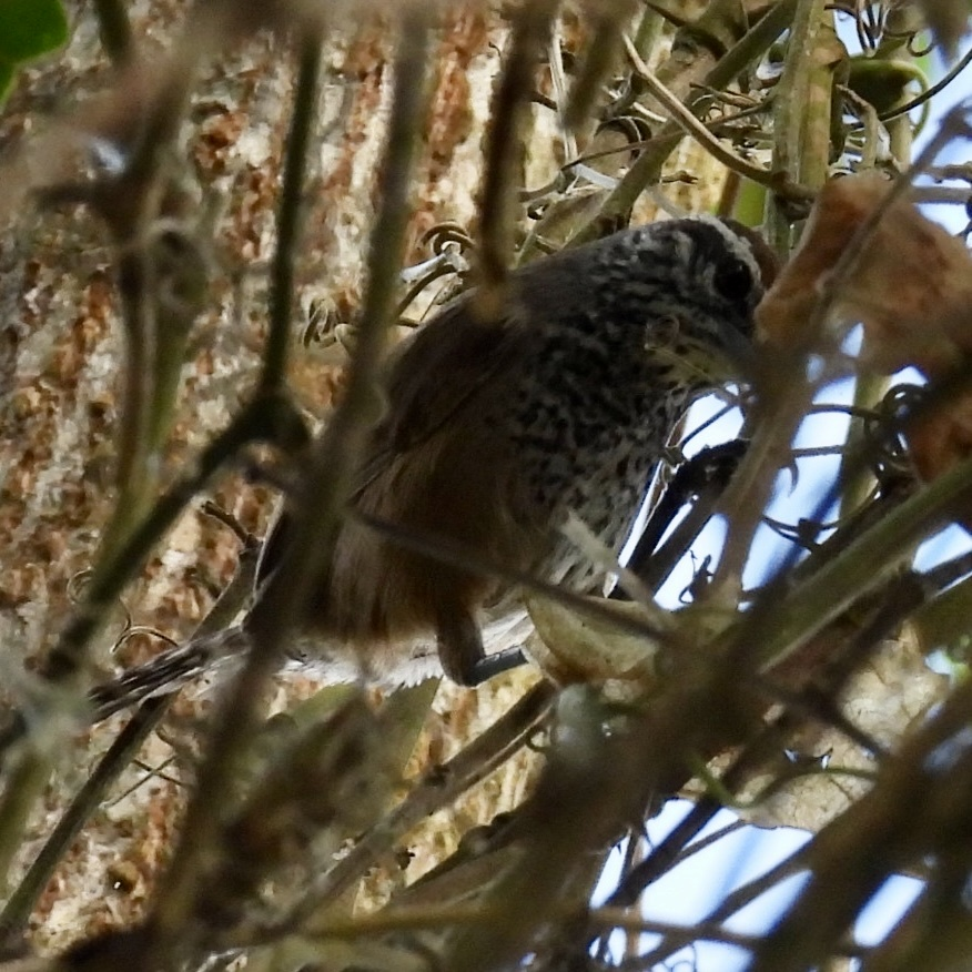 Spot-breasted Wren - ML645626322