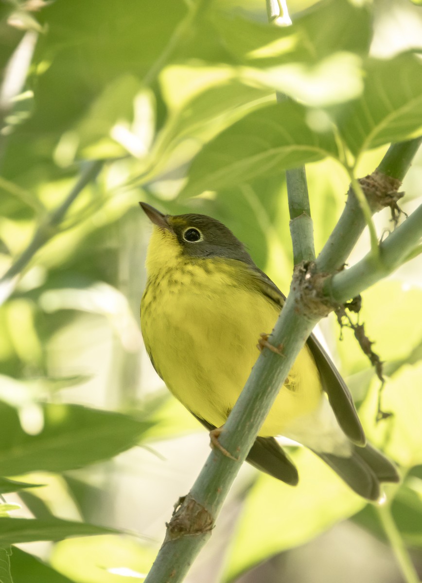 Reinita Canadiense - ML645626324