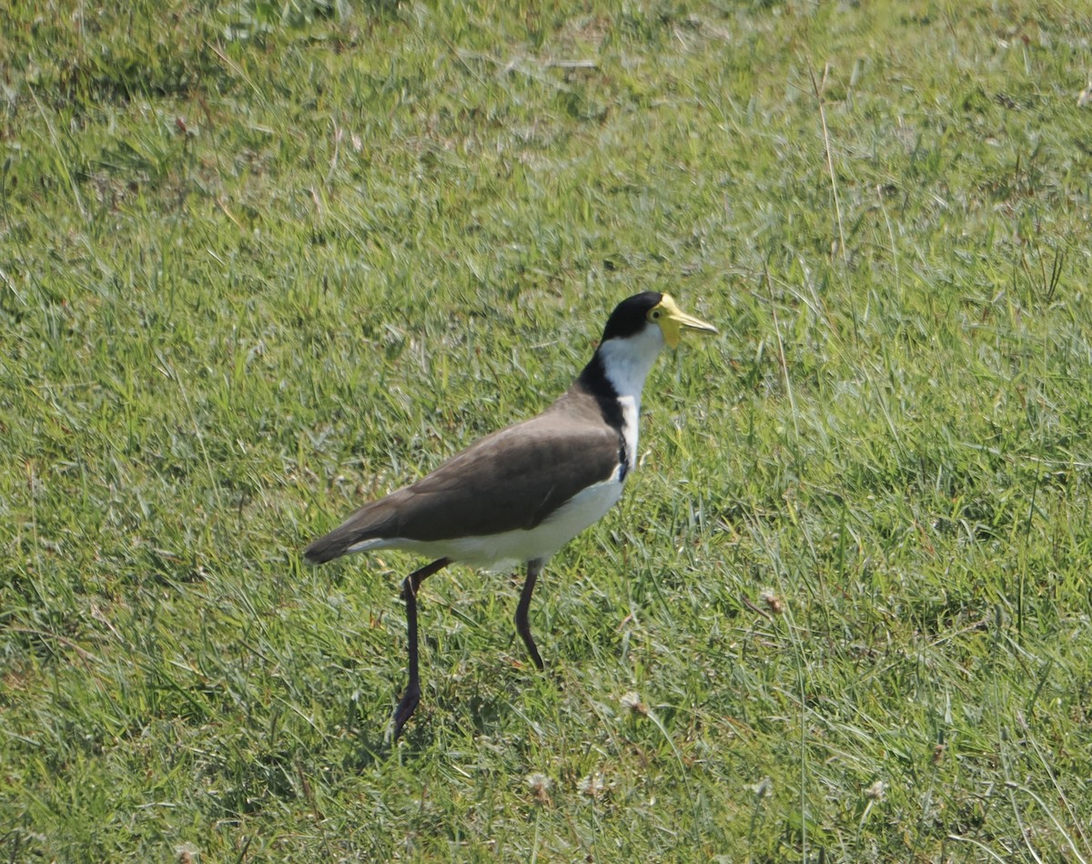 Hegabera maskaraduna - ML645626325