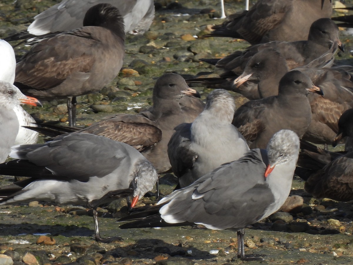 Heermann's Gull - ML645626326