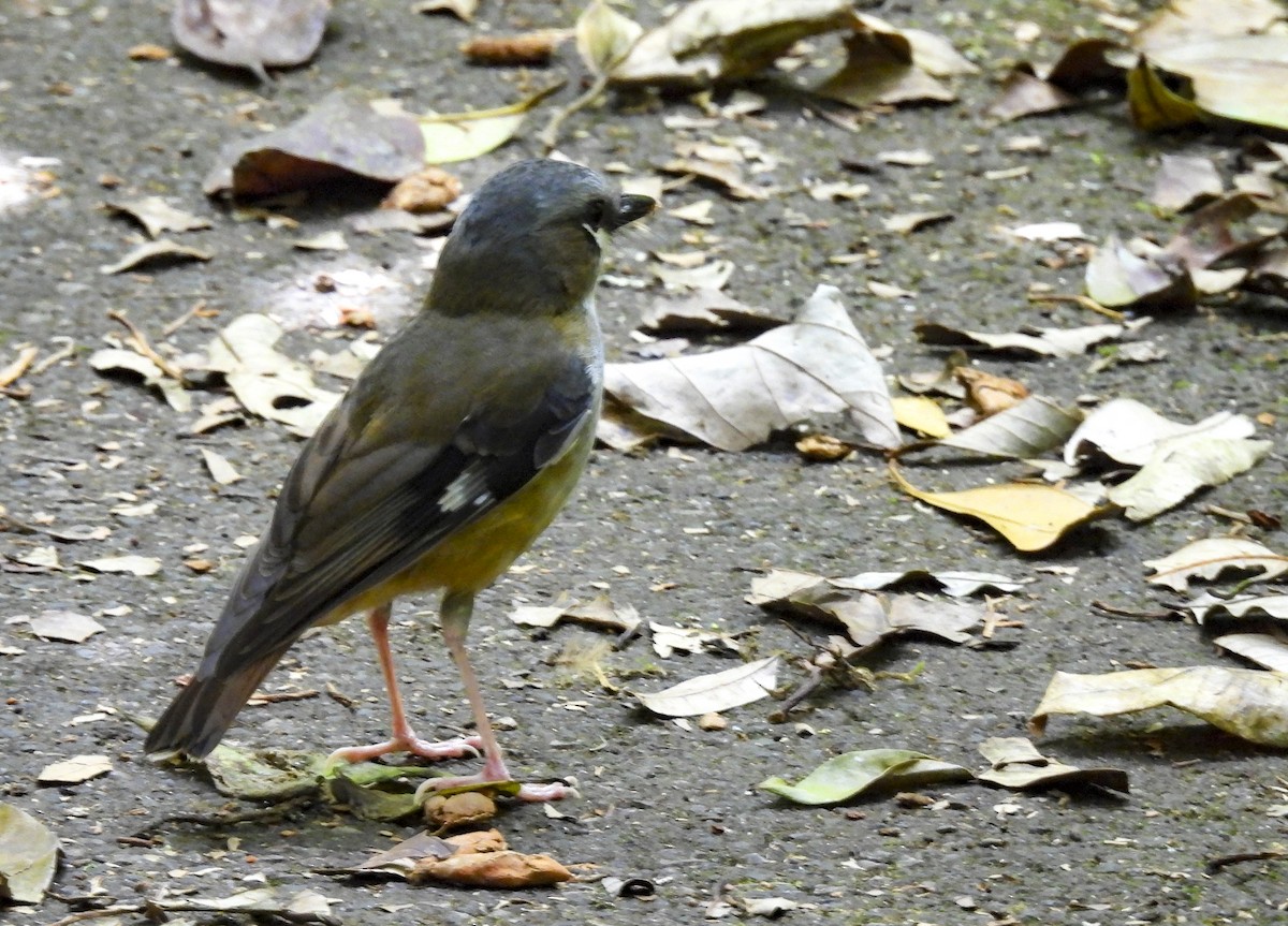 Gray-headed Robin - ML645626352