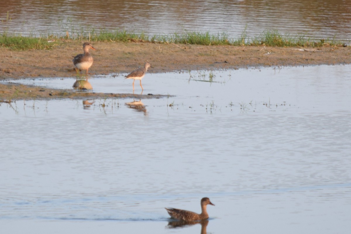 Нерозень - ML645626354