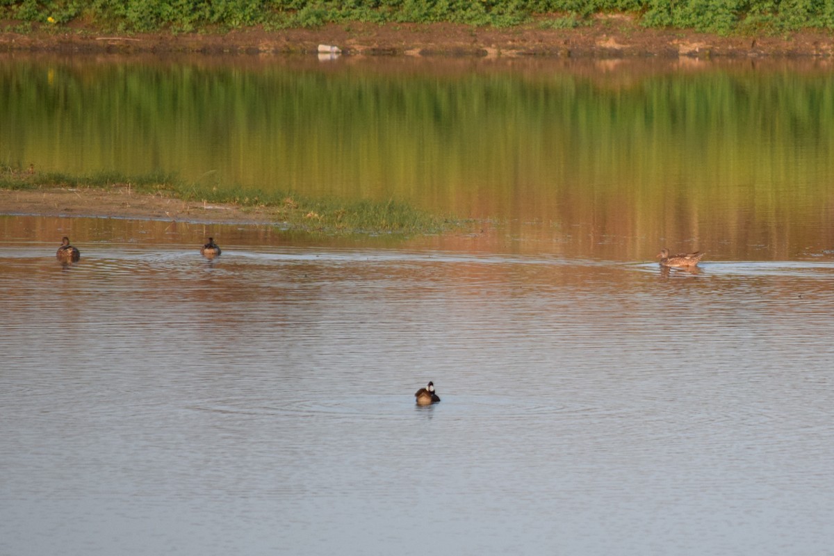 Нерозень - ML645626355