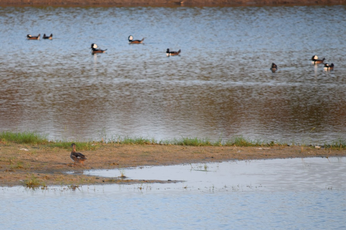 Нерозень - ML645626356