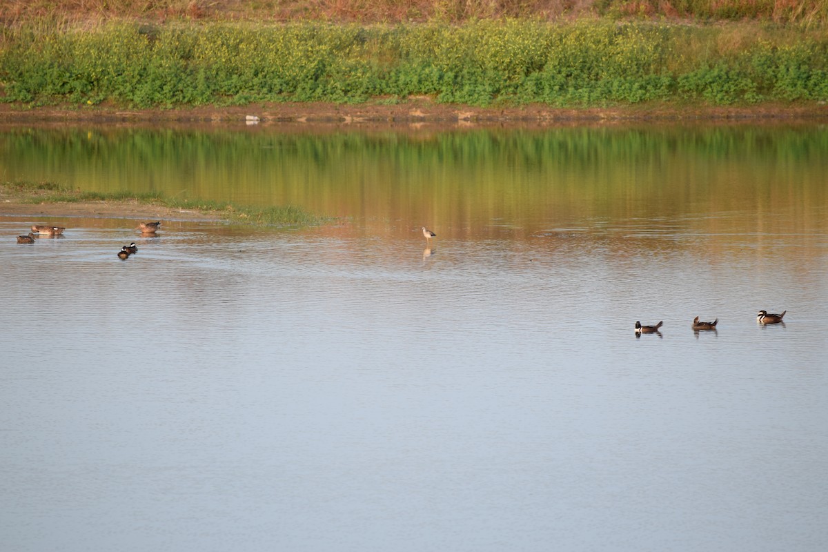 Нерозень - ML645626357