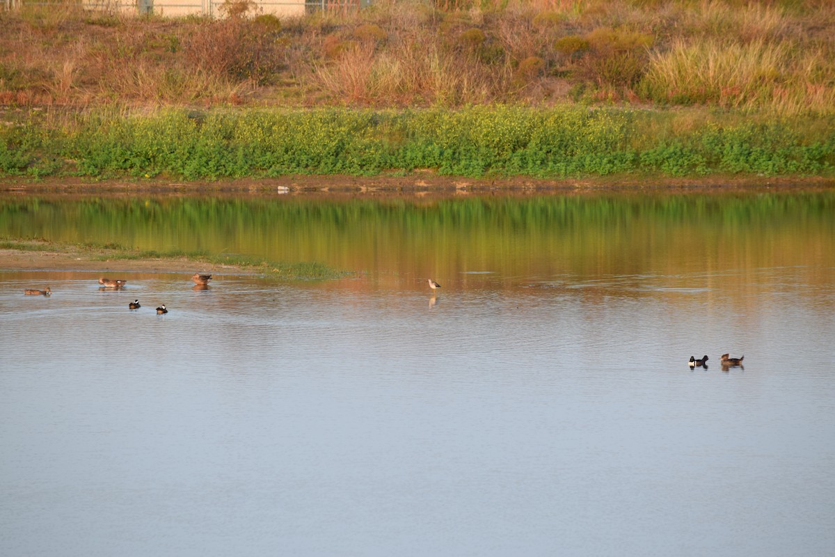 Нерозень - ML645626358