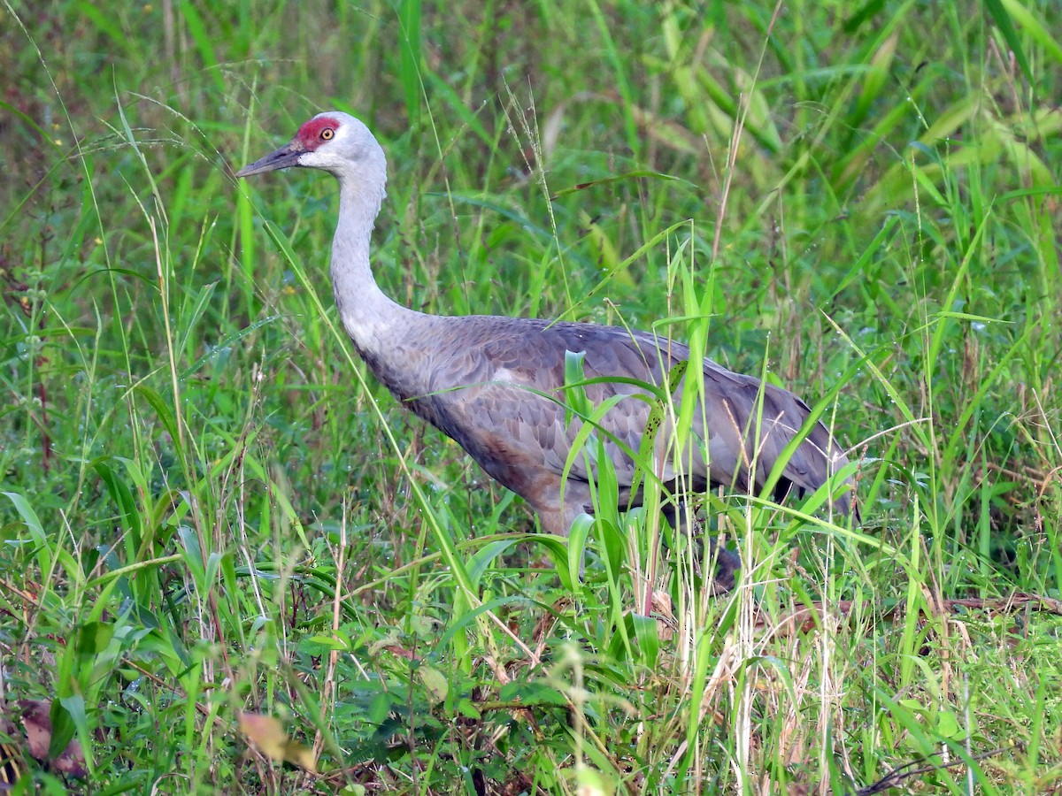 Sandhill Crane - ML645626364