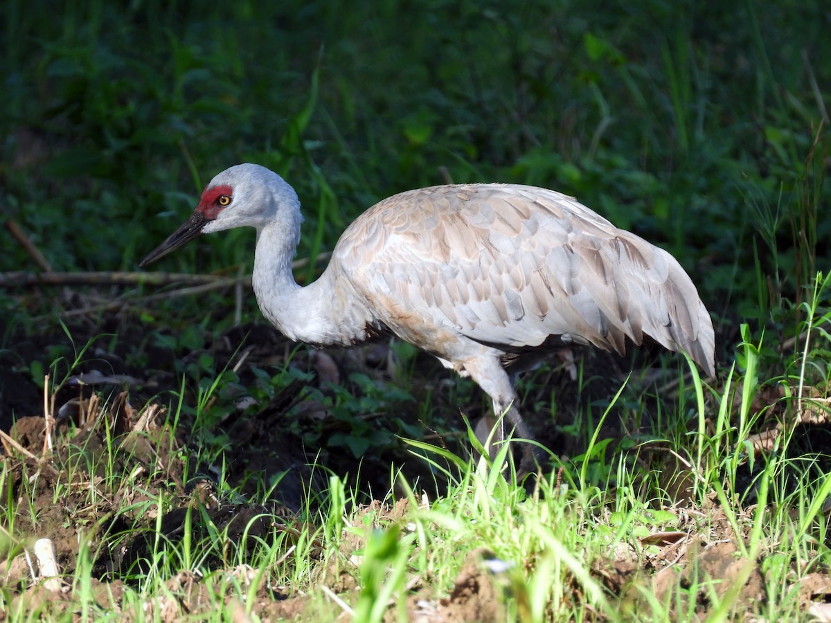 Sandhill Crane - ML645626365