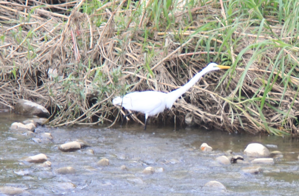 Great Egret - ML645626370