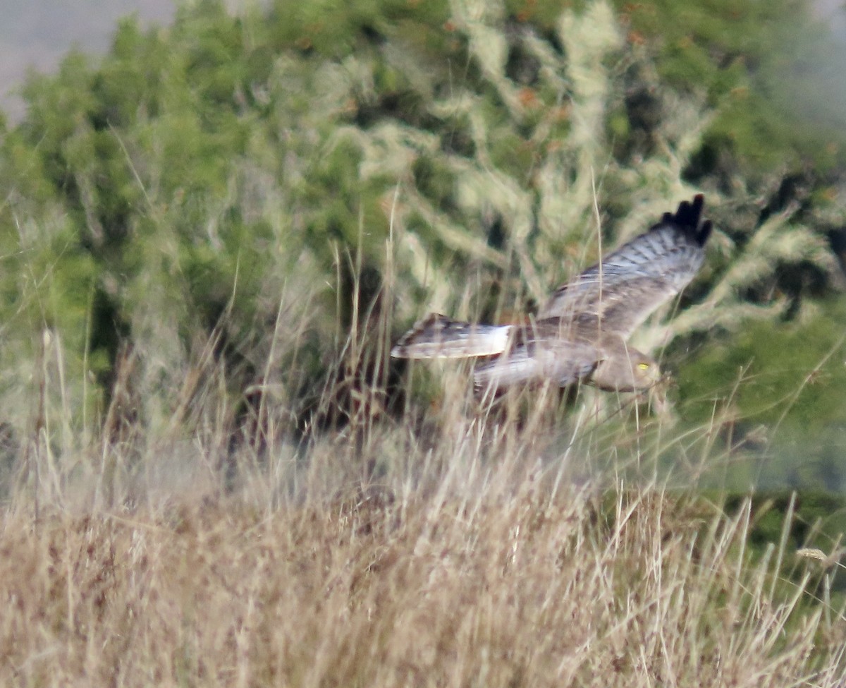 Лунь американський - ML645626374