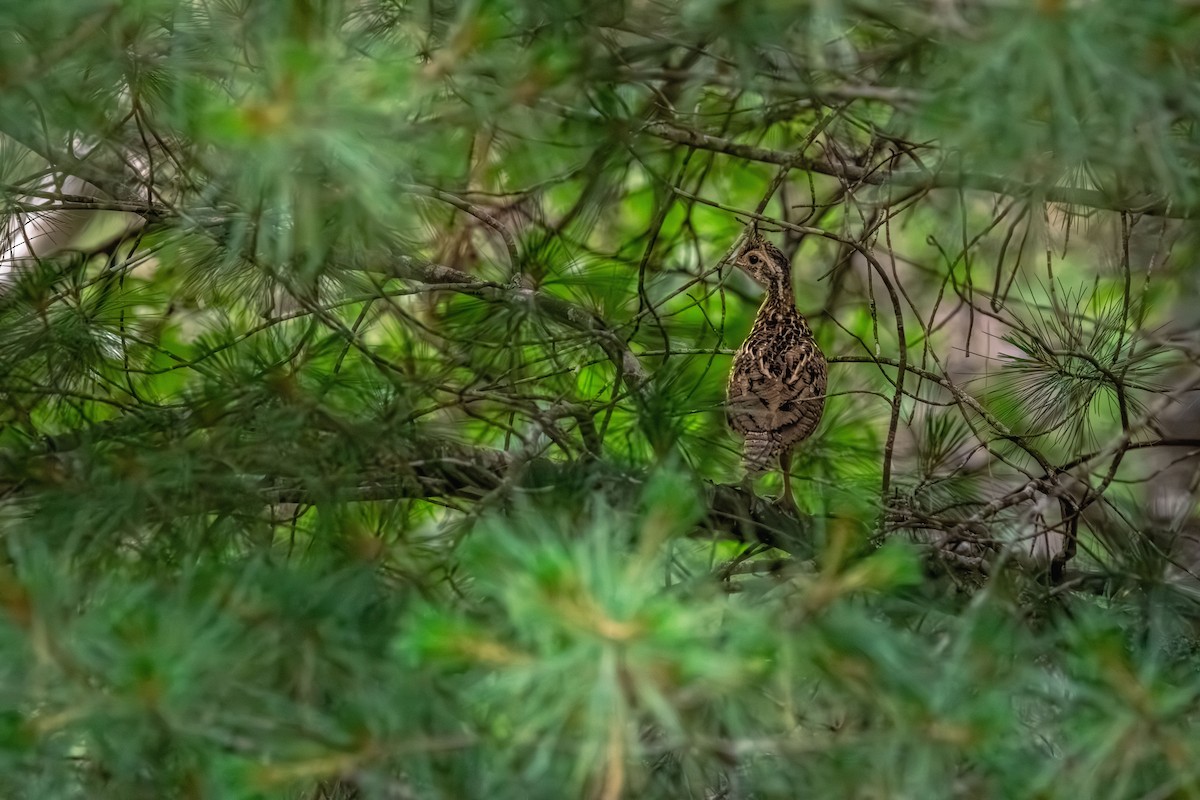 Yakalı Orman Tavuğu - ML645626378