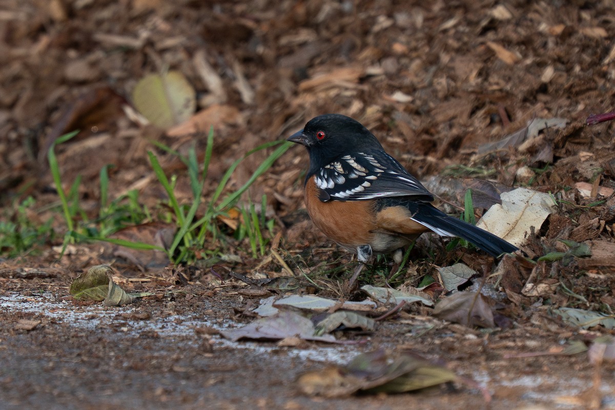 Spotted Towhee - ML645626381