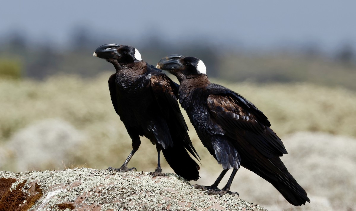 Thick-billed Raven - ML645626382