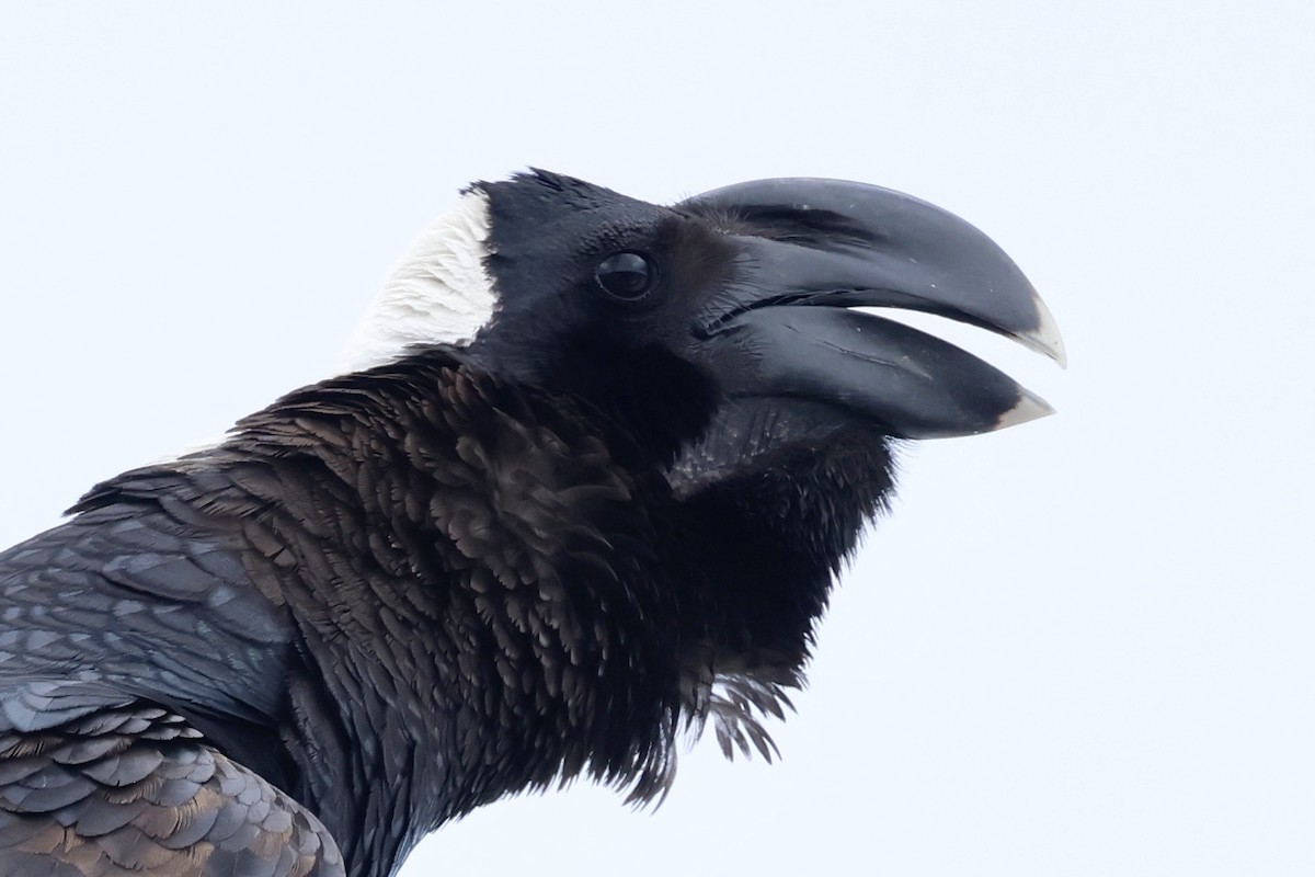 Thick-billed Raven - ML645626383