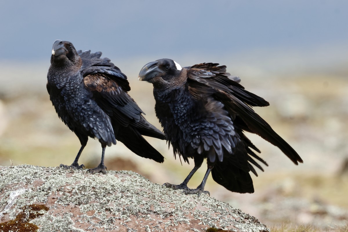 Thick-billed Raven - ML645626386