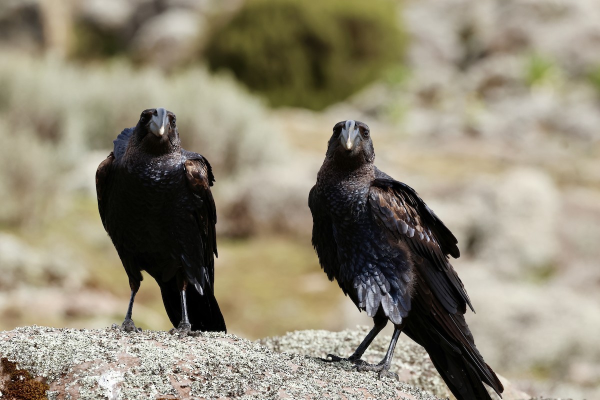 Thick-billed Raven - ML645626387